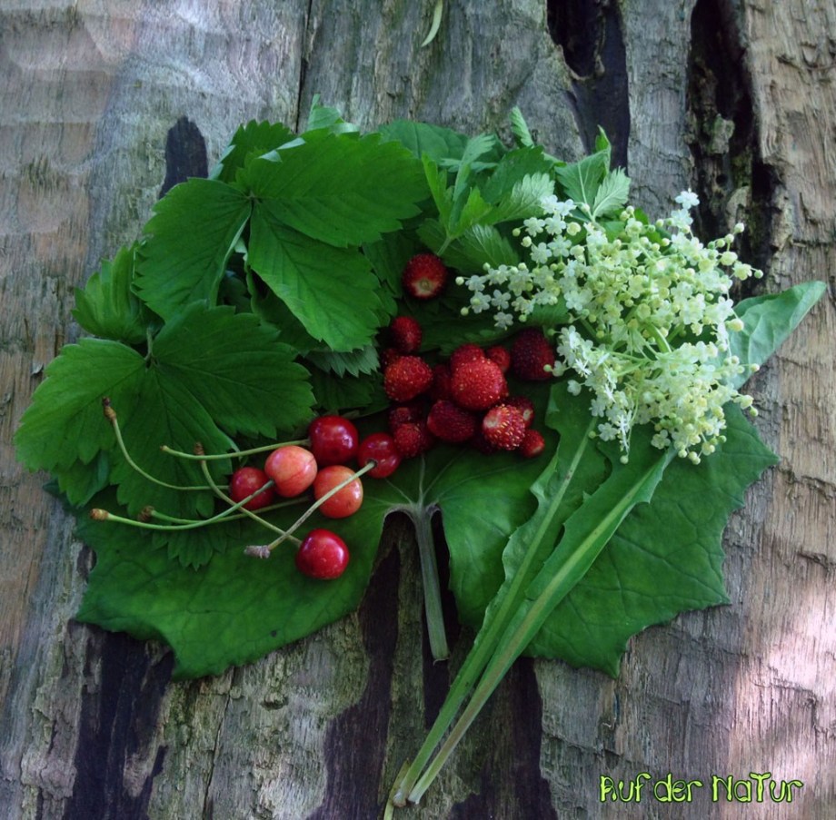 Wildplanzen Blätter Beeren