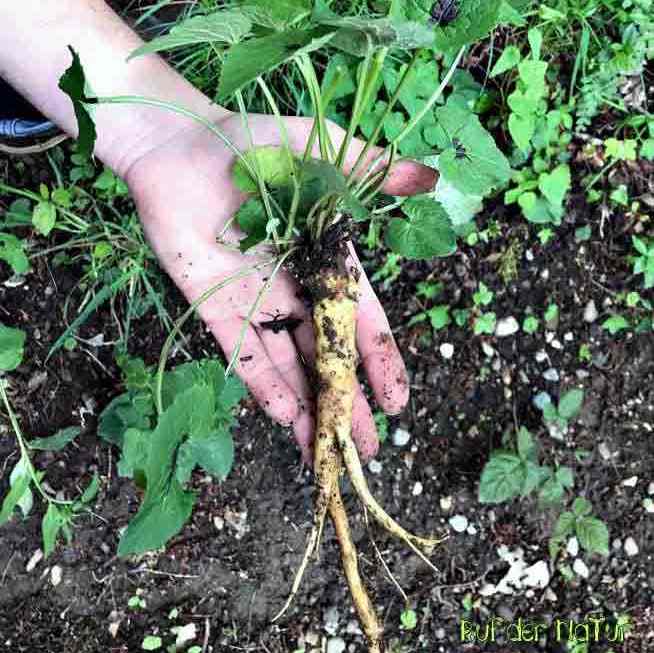 Hand mit Teufelskrallen Wurzel