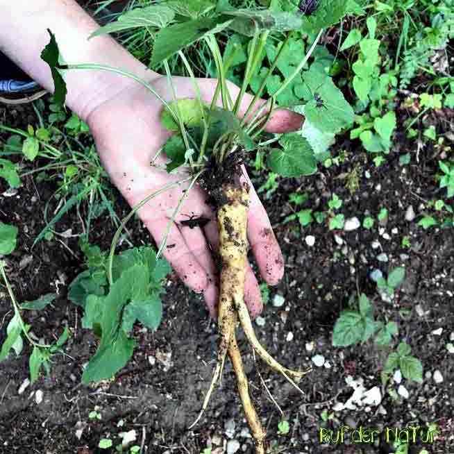 Hand mit Teufelskrallen Wurzel